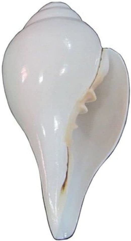 P.Shankha 白法螺 pup Amazon.com - Generic Original Shankh | Puja Sankha | Conch Shell